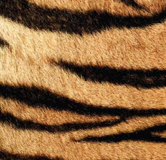 The Tiger