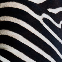 The Zebra